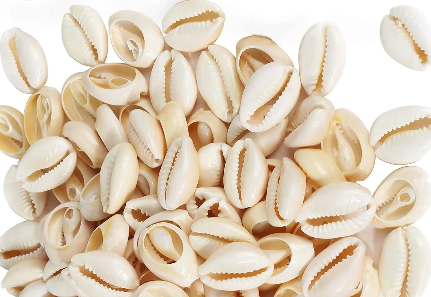 144 Magic Gold Shell Beads - Small Ivory #7002