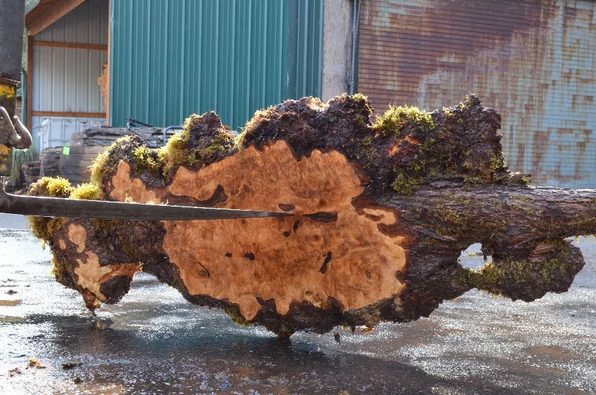 Big Leaf Maple Slab 091522-05