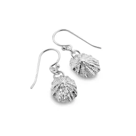 Limpet shell earrings