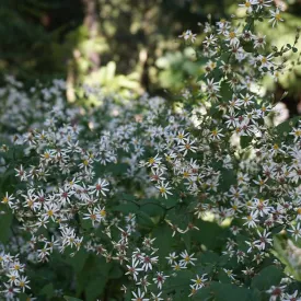 White Wood Aster - Eurybia divaricata