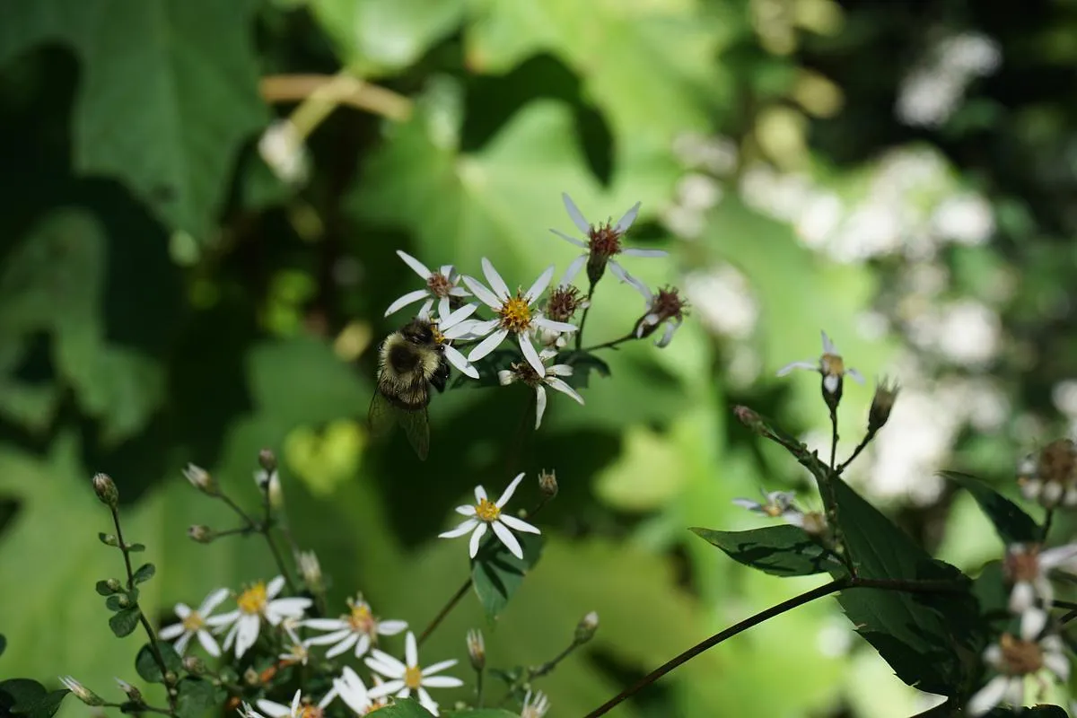 White Wood Aster - Eurybia divaricata