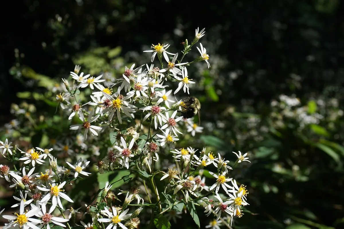 White Wood Aster - Eurybia divaricata